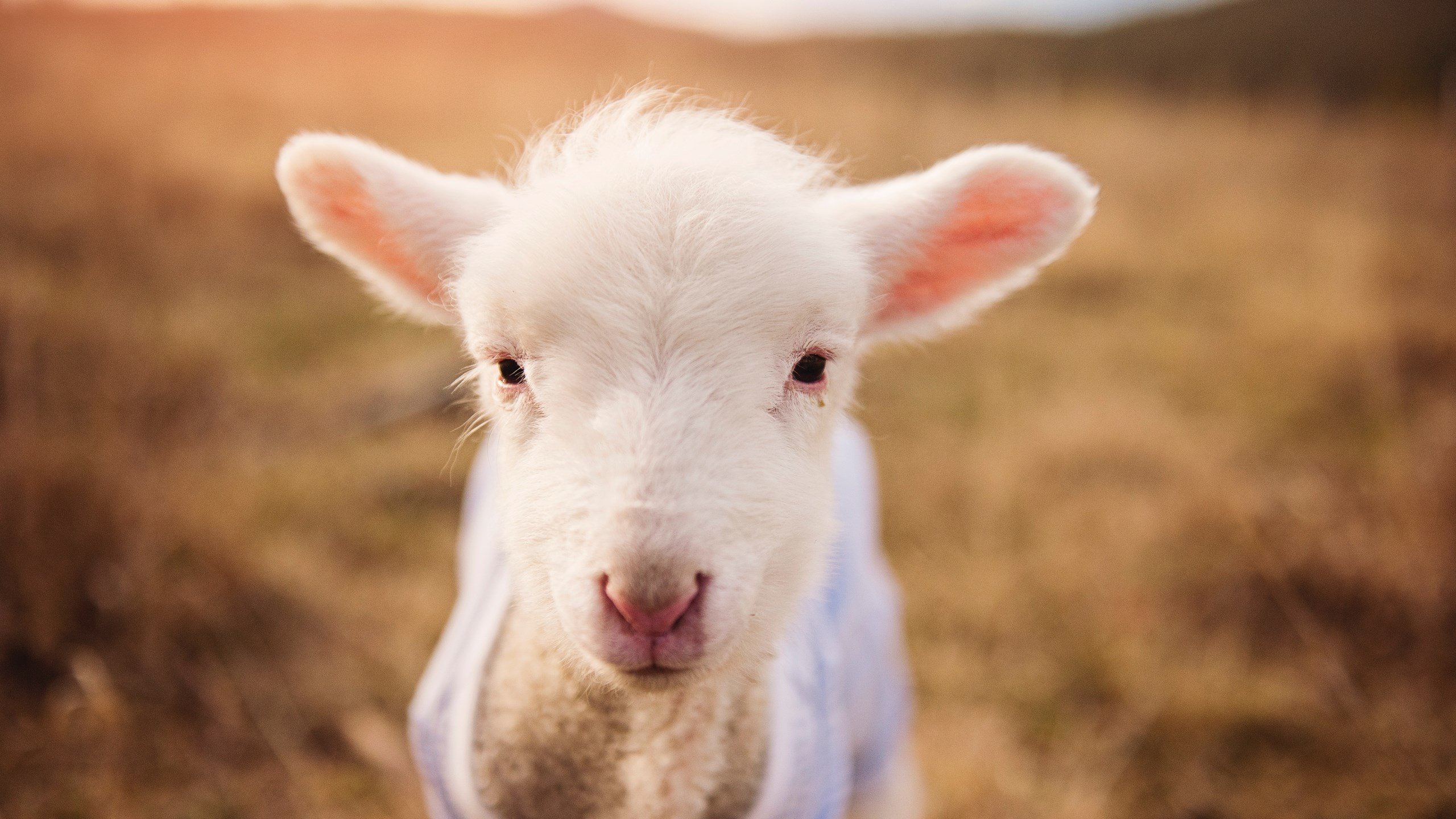 范弗利特，从落选秀到硬仗之王，奇才勇士之战见证草根传奇